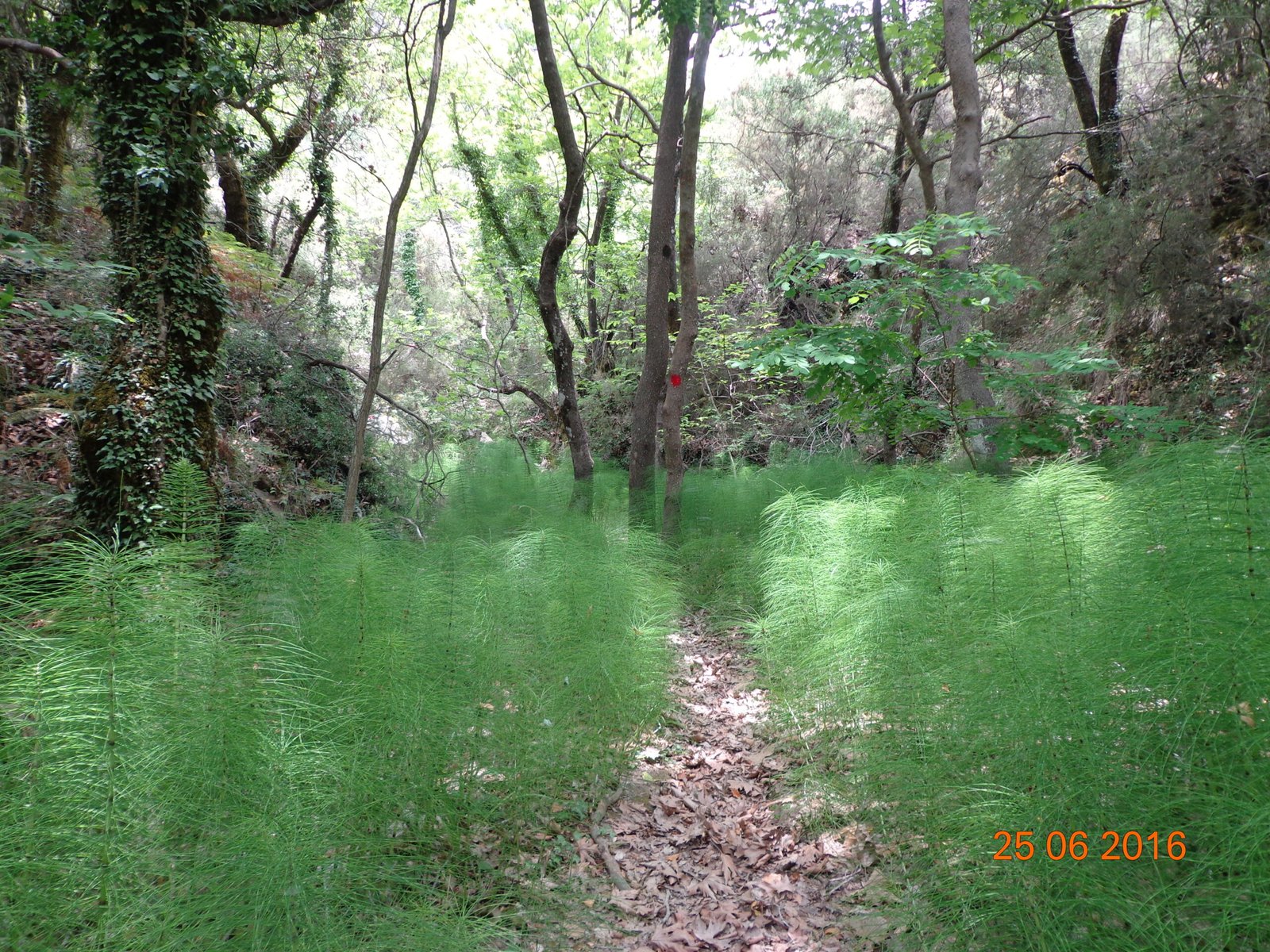 11232025 ΓΕΡΜΑΝΟΣ ΒΛΑΧΟΚΕΡΑΣΙΑ